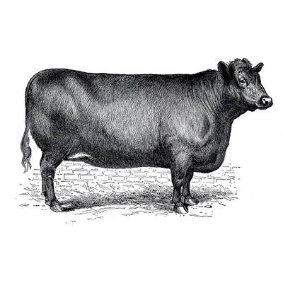 canam_cattle_1x1